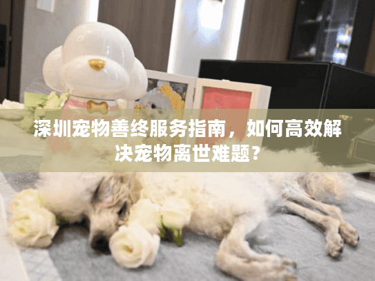深圳宠物善终服务指南，如何高效解决宠物离世难题？