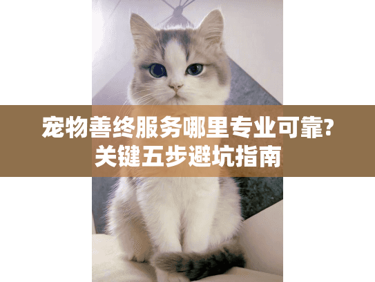 宠物善终服务哪里专业可靠?关键五步避坑指南