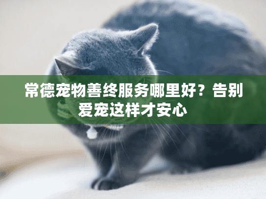 常德宠物善终服务哪里好？告别爱宠这样才安心