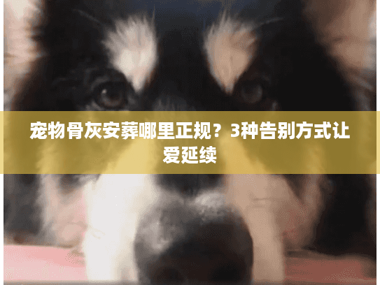 宠物骨灰安葬哪里正规?3种告别方式让爱延续 宠物骨灰安葬哪里正规?3种告别方式让爱延续