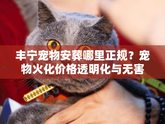 宠物火化价格透明化与无害化处理深度解析图片