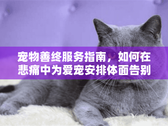 宠物善终服务指南，如何在悲痛中为爱宠安排体面告别？