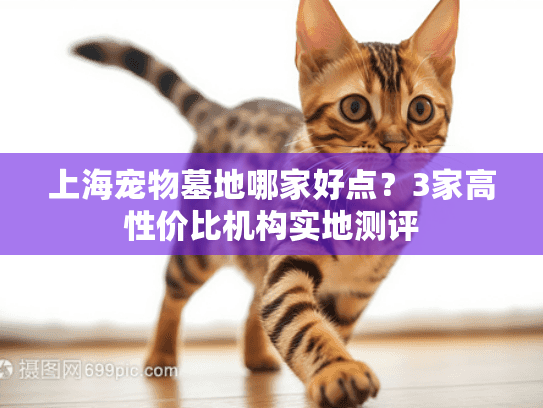 上海宠物墓地哪家好点？3家高性价比机构实地测评