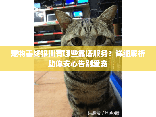 宠物善终银川有哪些靠谱服务？详细解析助你安心告别爱宠