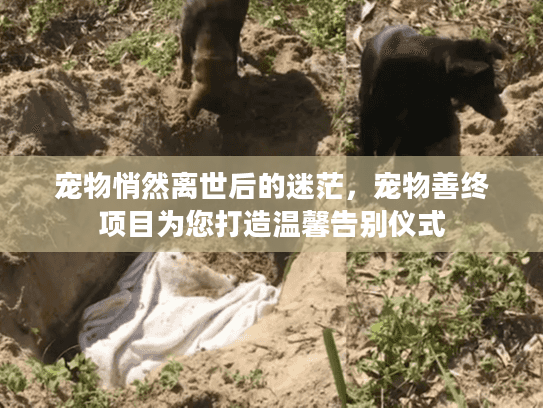 宠物悄然离世后的迷茫，宠物善终项目为您打造温馨告别仪式