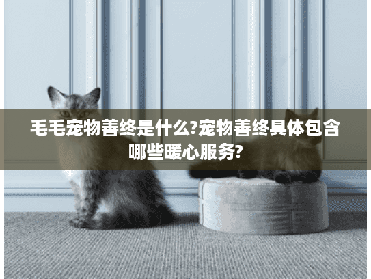 毛毛宠物善终是什么?宠物善终具体包含哪些暖心服务?