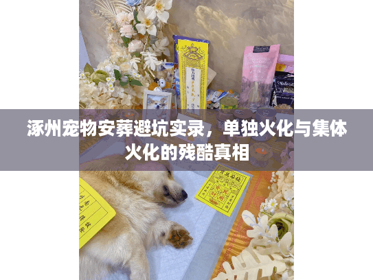 涿州宠物安葬避坑实录，单独火化与集体火化的残酷真相
