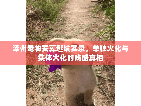 涿州宠物安葬避坑实录，单独火化与集体火化的残酷真相