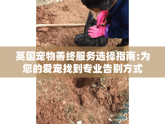 英国宠物善终服务选择指南:为您的爱宠找到专业告别方式