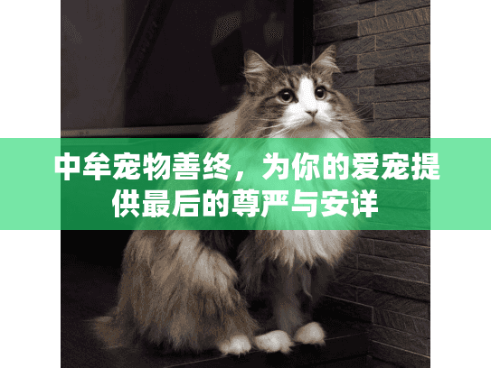 中牟宠物善终，为你的爱宠提供最后的尊严与安详