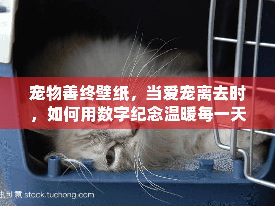 宠物善终壁纸，当爱宠离去时，如何用数字纪念温暖每一天？