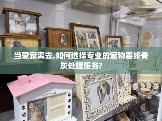 当爱宠离去,如何选择专业的宠物善终骨灰处理服务?