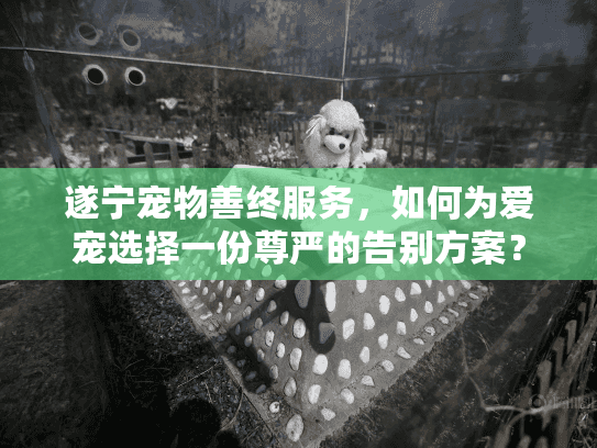 遂宁宠物善终服务，如何为爱宠选择一份尊严的告别方案？