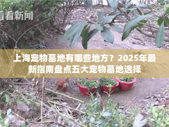 上海宠物墓地有哪些地方？2025年最新指南盘点五大宠物墓地选择