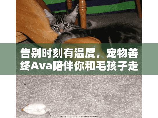 告别时刻有温度，宠物善终Ava陪伴你和毛孩子走完最后一程