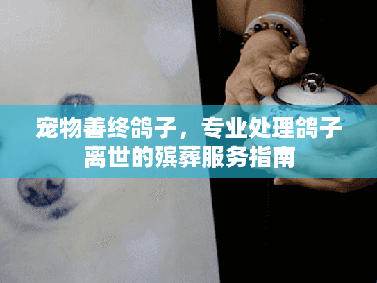 宠物善终鸽子，专业处理鸽子离世的殡葬服务指南