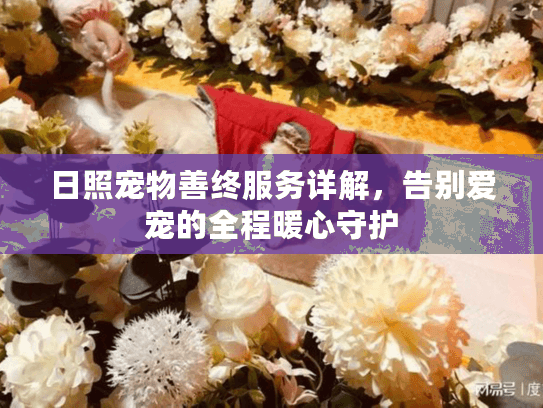 日照宠物善终服务详解，告别爱宠的全程暖心守护