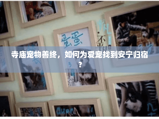 寺庙宠物善终，如何为爱宠找到安宁归宿？
