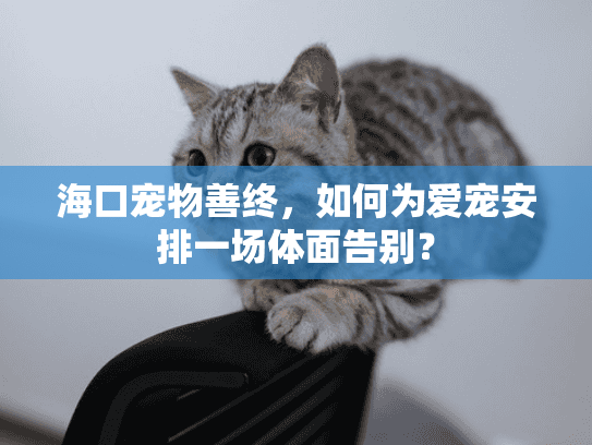 海口宠物善终，如何为爱宠安排一场体面告别？