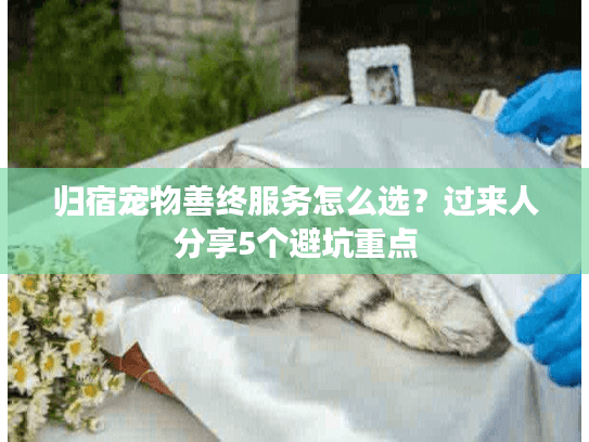 归宿宠物善终服务怎么选？过来人分享5个避坑重点