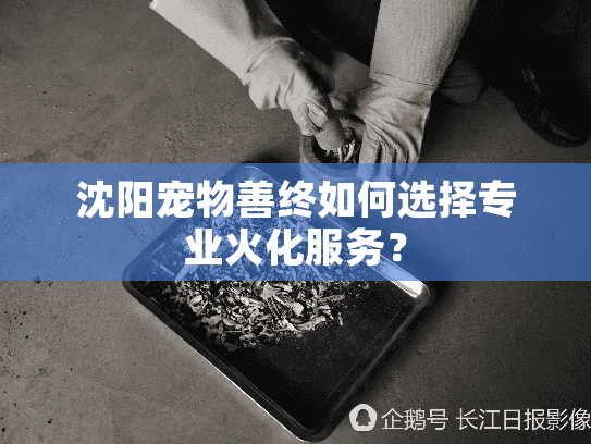 沈阳宠物善终如何选择专业火化服务？