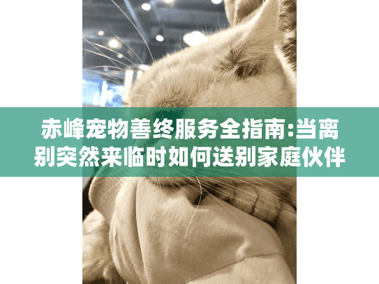 赤峰宠物善终服务全指南:当离别突然来临时如何送别家庭伙伴?