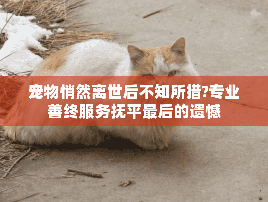 宠物悄然离世后不知所措?专业善终服务抚平最后的遗憾