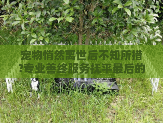 宠物悄然离世后不知所措?专业善终服务抚平最后的遗憾