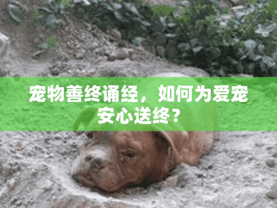 宠物善终诵经，如何为爱宠安心送终？
