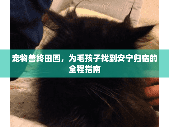 宠物善终田园，为毛孩子找到安宁归宿的全程指南