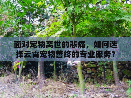 面对宠物离世的悲痛，如何选择云霄宠物善终的专业服务？