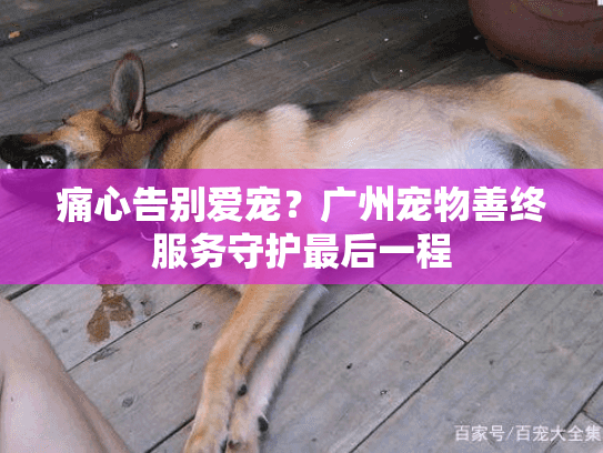痛心告别爱宠？广州宠物善终服务守护最后一程