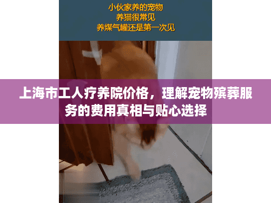 上海市工人疗养院价格，理解宠物殡葬服务的费用真相与贴心选择