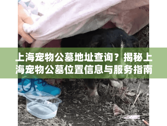 上海宠物公墓地址查询？揭秘上海宠物公墓位置信息与服务指南