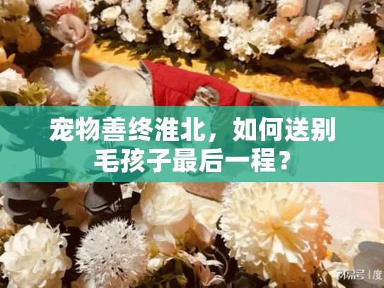 宠物善终淮北，如何送别毛孩子最后一程？
