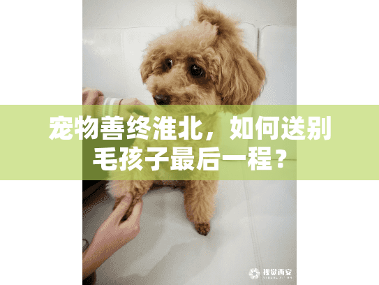 宠物善终淮北，如何送别毛孩子最后一程？