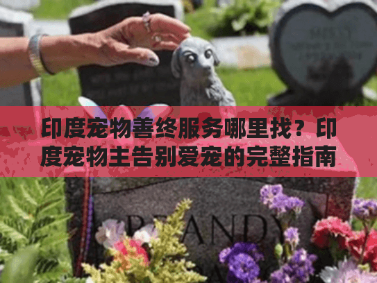 印度宠物善终服务哪里找？印度宠物主告别爱宠的完整指南