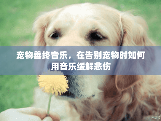 宠物善终音乐，在告别宠物时如何用音乐缓解悲伤