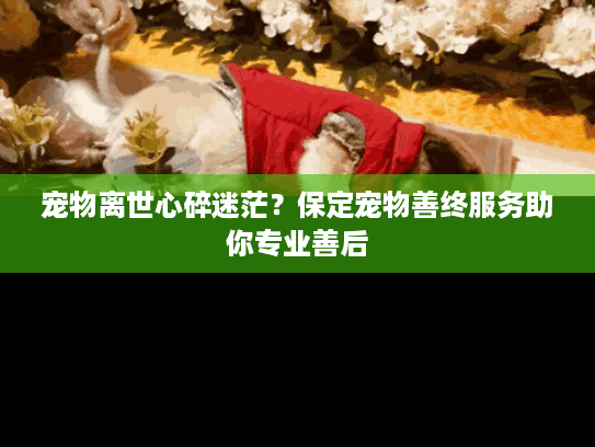 宠物离世心碎迷茫？保定宠物善终服务助你专业善后