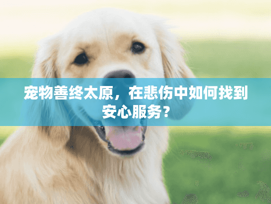 宠物善终太原，在悲伤中如何找到安心服务？