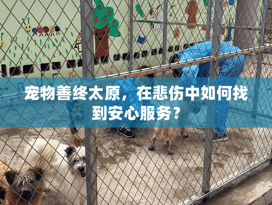 宠物善终太原，在悲伤中如何找到安心服务？