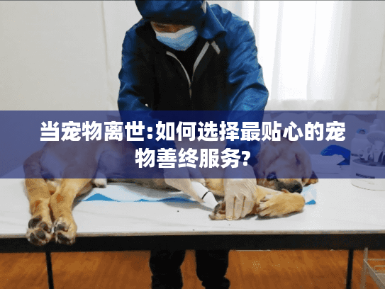 当宠物离世:如何选择最贴心的宠物善终服务?