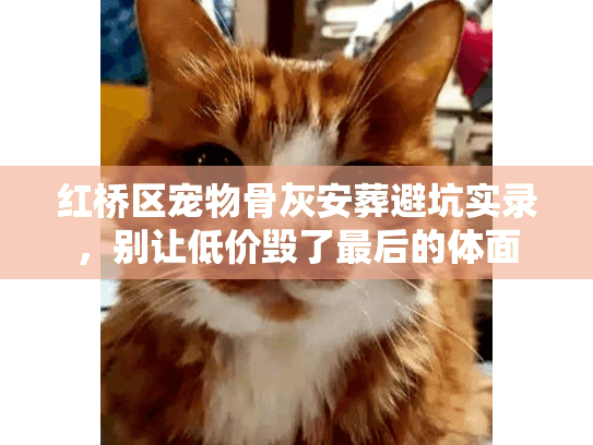 红桥区宠物骨灰安葬避坑实录,别让低价毁了最后的体面 红桥区宠物骨灰安葬避坑实录,别让低价毁了最后的体面