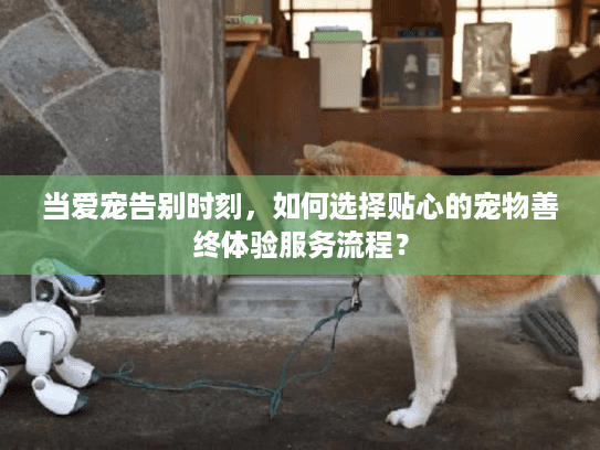 当爱宠告别时刻，如何选择贴心的宠物善终体验服务流程？