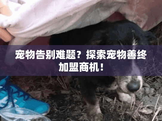 宠物告别难题？探索宠物善终加盟商机！