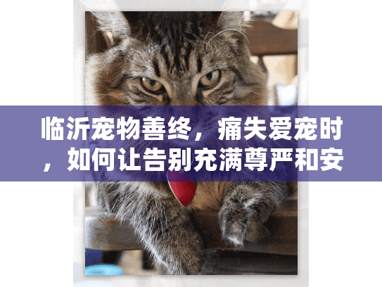 临沂宠物善终，痛失爱宠时，如何让告别充满尊严和安心？