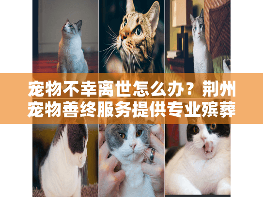 宠物不幸离世怎么办？荆州宠物善终服务提供专业殡葬支持