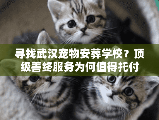 顶级善终服务为何值得托付图片