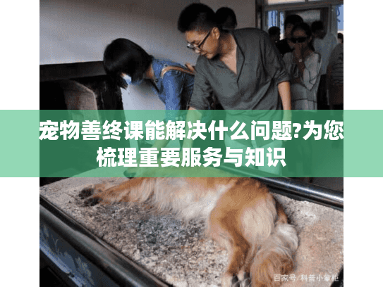 宠物善终课能解决什么问题?为您梳理重要服务与知识