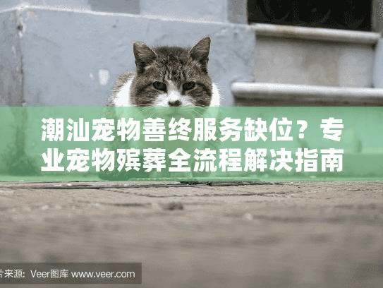潮汕宠物善终服务缺位？专业宠物殡葬全流程解决指南